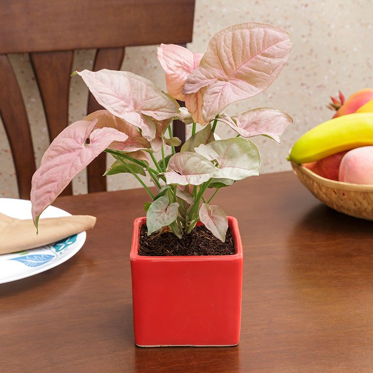 Exotic Green Beautiful Syngonium Pink Indoor Plant with Blue Colour Ceramic Pot
