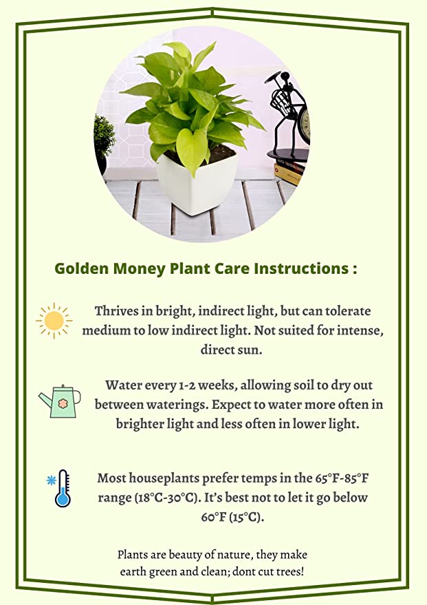 Exotic Green Air Purifying & Oxygen Indoor Golden Pothos Plant with White & Blue Ceramic Pot