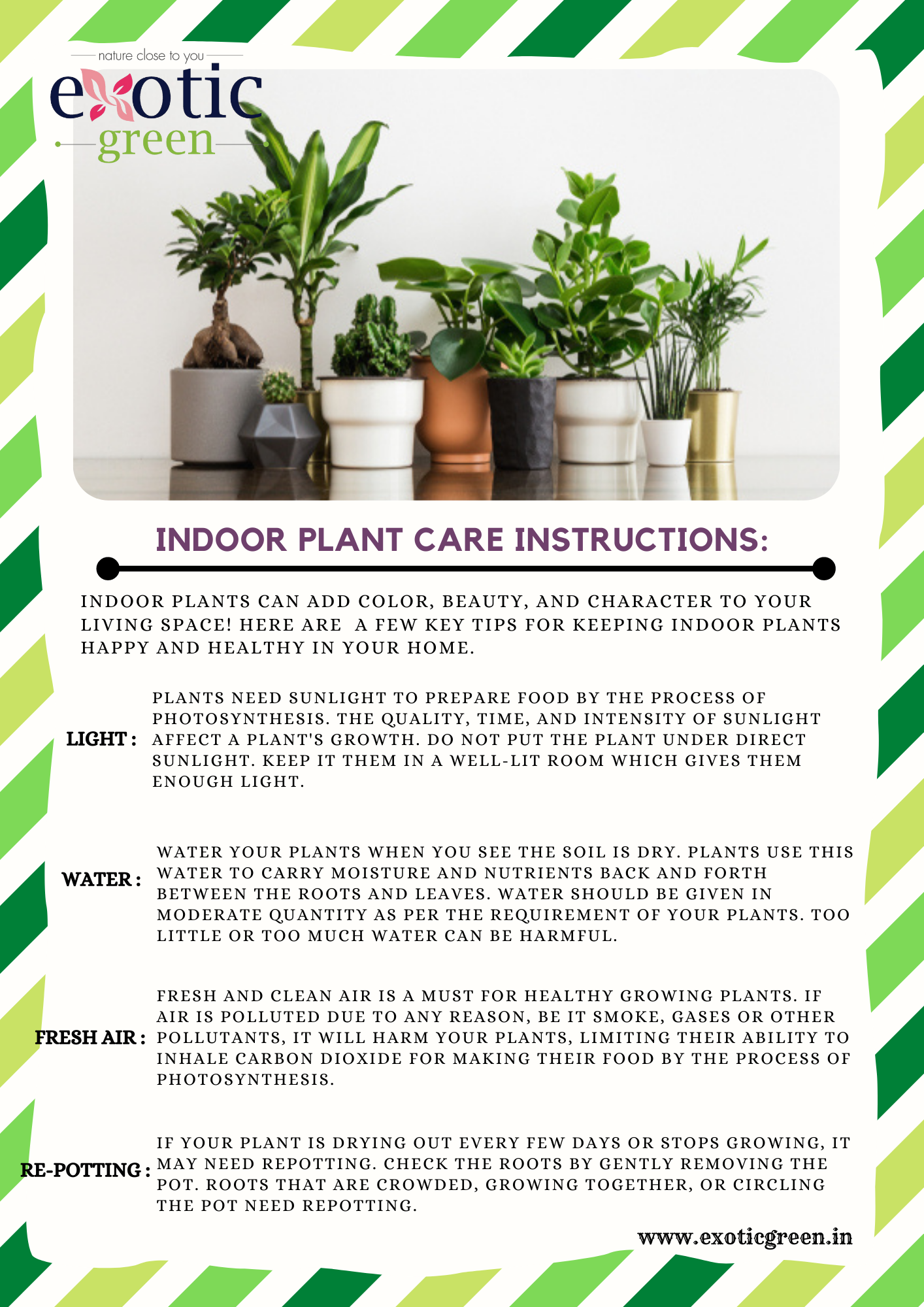 Exotic Green Combo Pack of Air Purifying Indoor Green Aglaonema Plant with Glazed Brown Color Ceramic Pot Rakhi Special Pack I Rakhi Combo Pack with Cadbury Chocolates I Special Gift Pack For Rakhi