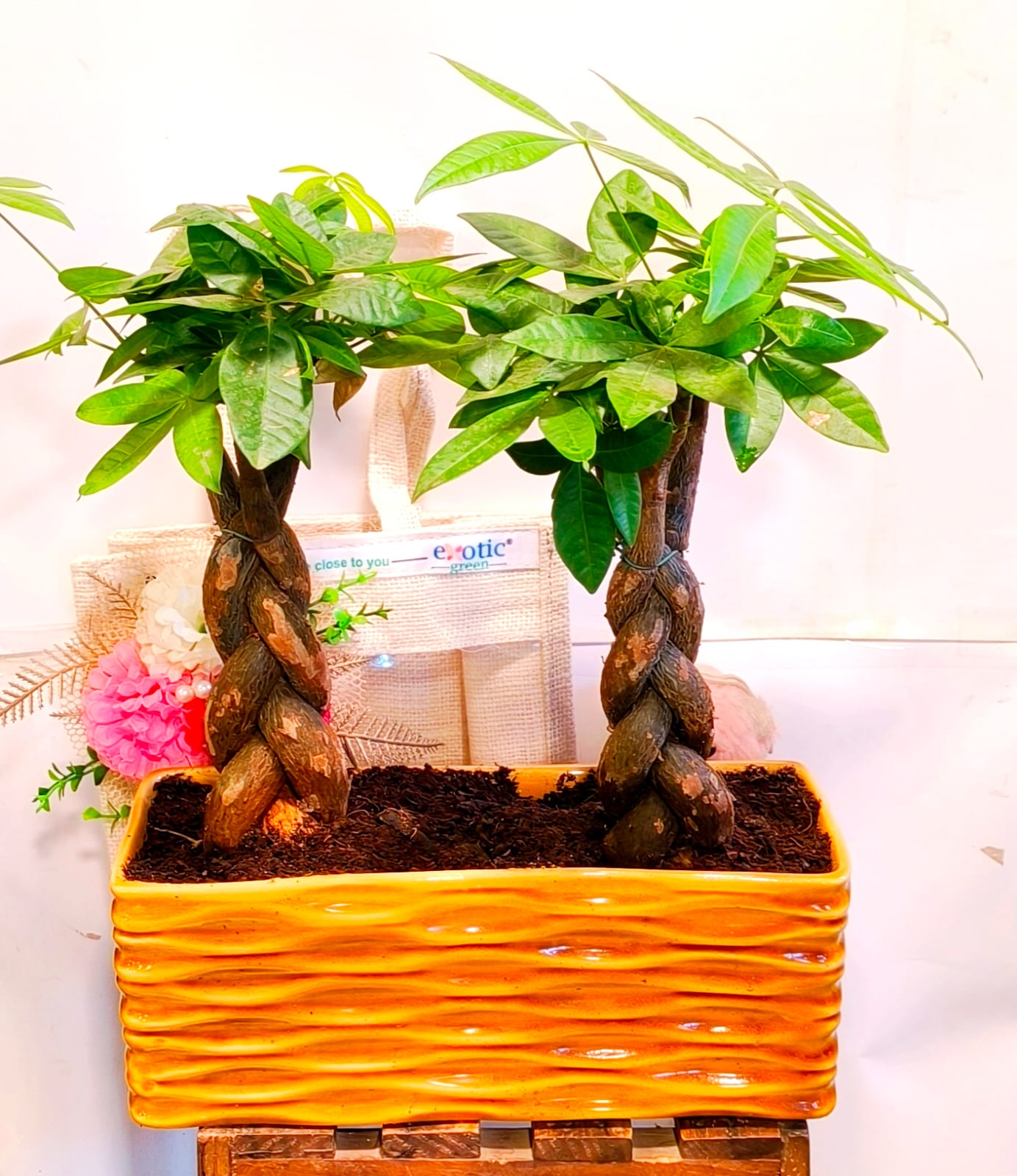 Beautiful Money Tree Braided Plant Combo Dish Garden