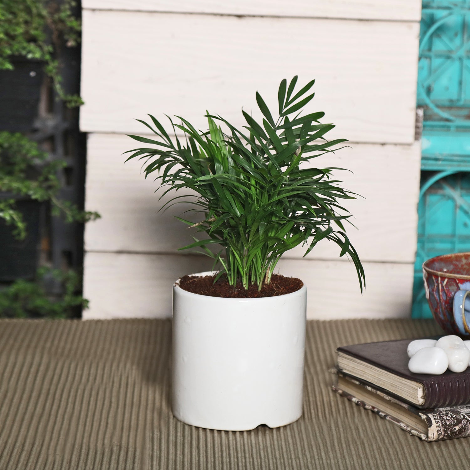 palm plant oxygen Exotic Green Oxygen Indoor Air Purifying Chamaedorea Palm (Parlour Palm) with White Colour Ceramic Pot