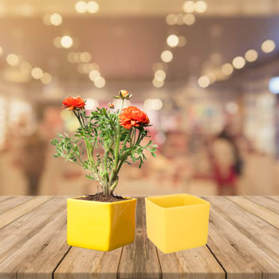 Exotic Green Solid Blue Colour Square Shape Ceramic Pot I Pot for Live Plants I Combo Pack Set of 2
