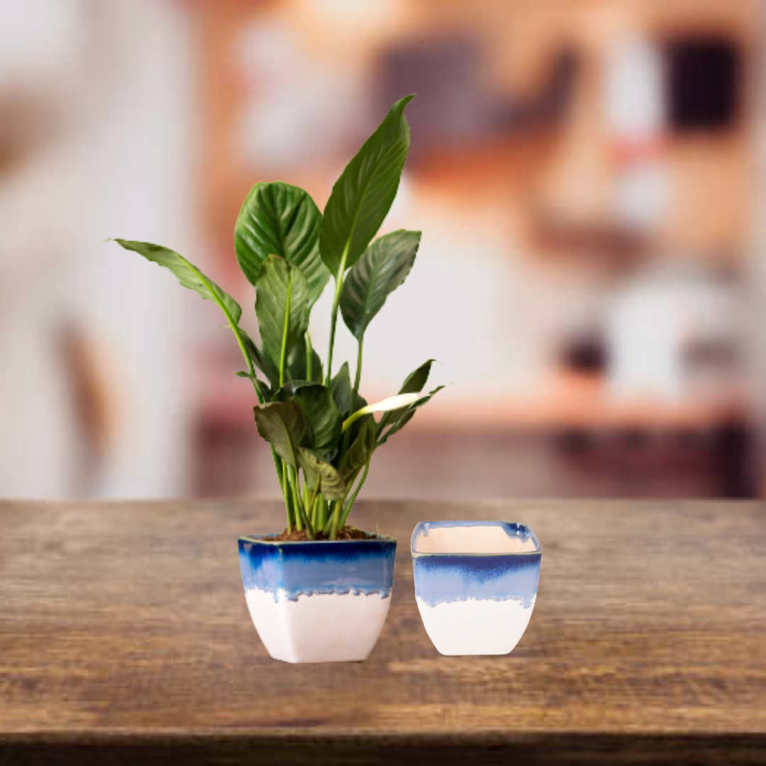 Exotic Green Dual Orange Colour Cubo Shape Ceramic Pot I Ceramic Pot for Indoor Plants I Combo Pack Set of 2