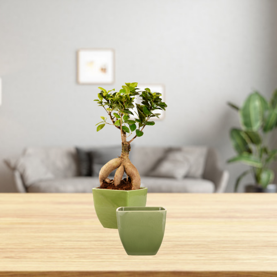 Cubo Shape Combo Ceramic Planters