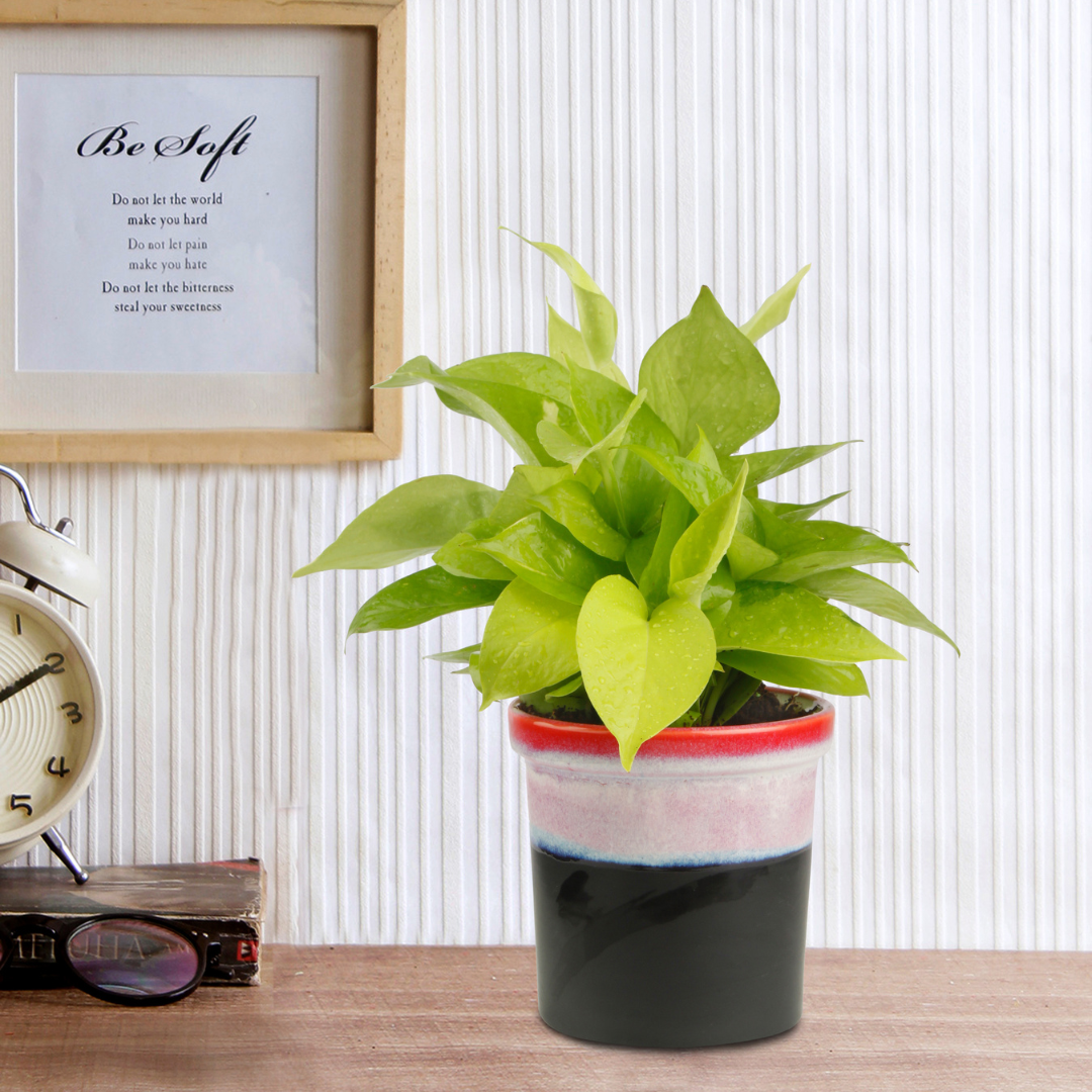 pothos oxygen Exotic Green Air Purifying & Oxygen Indoor Golden Pothos Plant with Ra