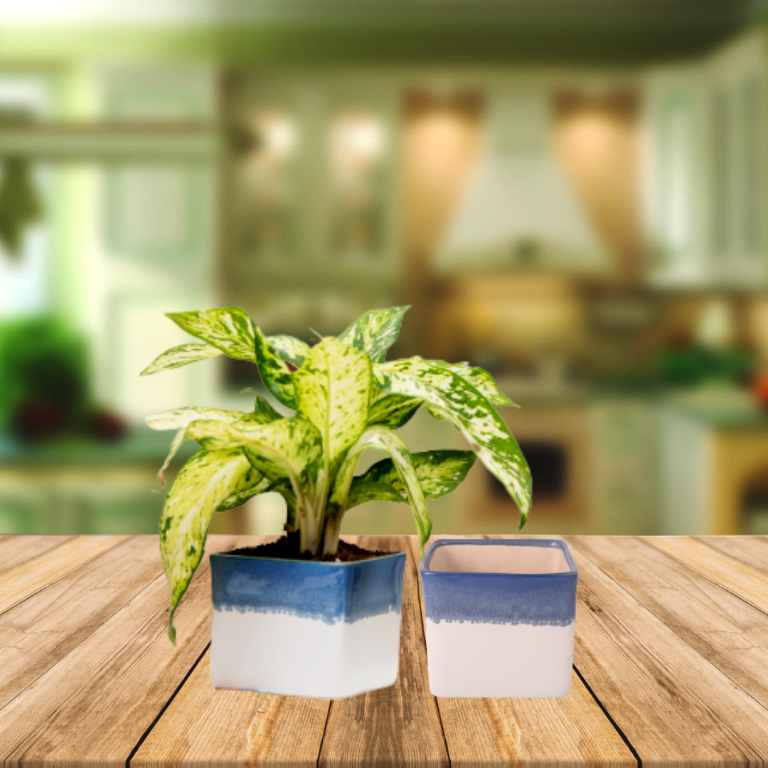 Exotic Green Dual Choco Brown Colour Square Shape Ceramic Pot I Ceramic Pot for Indoor Plants I Combo Pack Set of 2