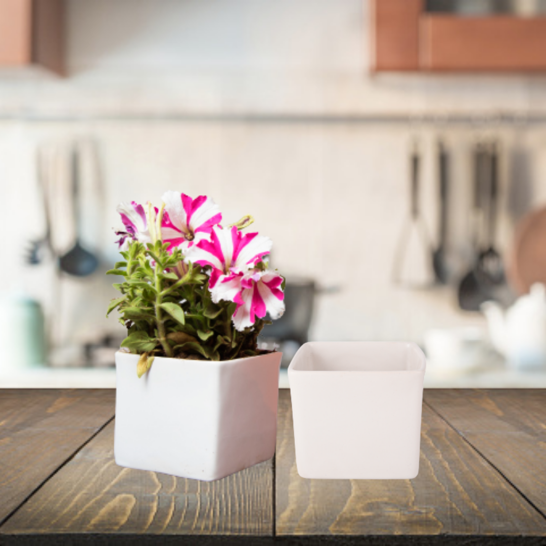 Exotic Green Blue Colour Square Shape Ceramic Pot I Ceramic Pot for Indoor Plants I Combo Pack Set of 2