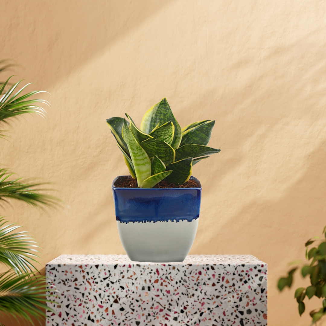 oxygen snake plant Exotic Green Amazing Indoor Air Purifying & Oxygen Sansevieria (Snake Plant) with White & Blue Colour Ceramic Pots