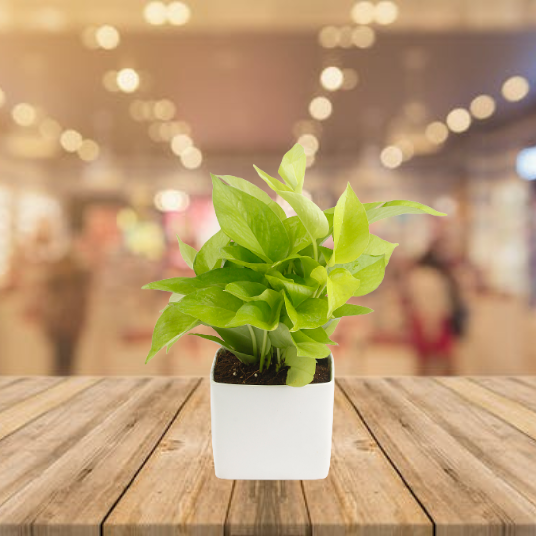Air Purifying & Oxygen Indoor Golden Pothos Plant with Blue Ceramic Pot