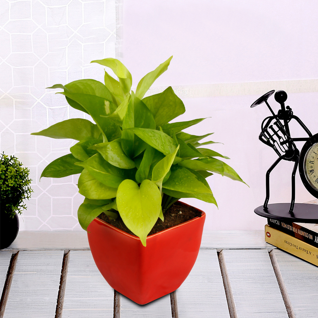 golden pothos air purification Exotic Green Air Purifying & Oxygen Indoor Golden Pothos Plant with Re