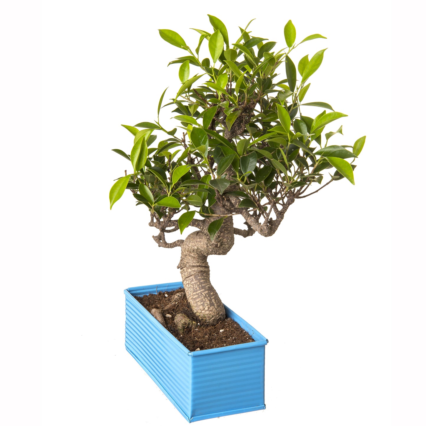 Exotic Green 6 Yr Old S Shape Ficus Bonsai Tree with Red Metal Pot
