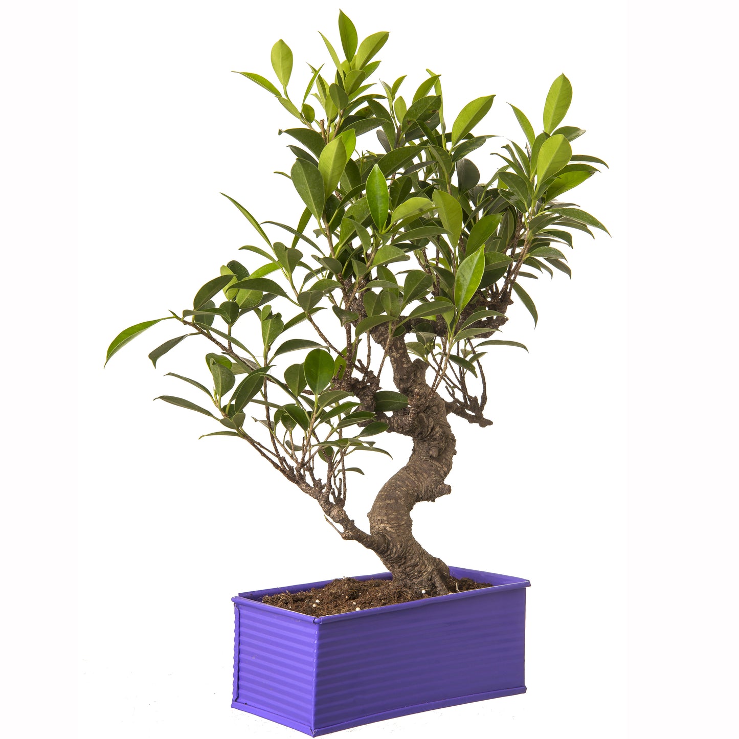Exotic Green 6 Yr Old S Shape Ficus Bonsai Tree with Red Metal Pot
