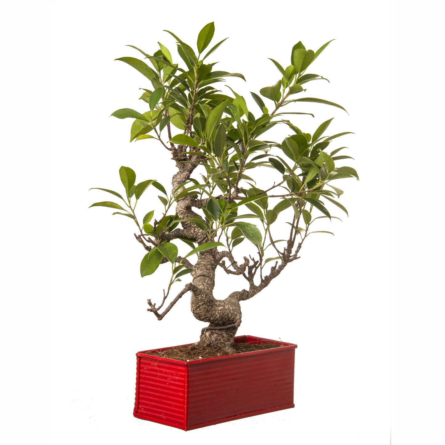 Exotic Green 6 Yr Old S Shape Ficus Bonsai Tree with Red Metal Pot