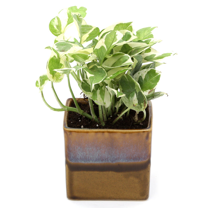 Exotic Green Air Purifying & Oxygen Indoor Pearl & Jade Pothos Plant with Choco Brown Pot