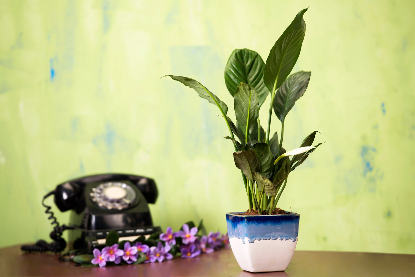 Exotic Green Dual English Purple Cubo Shape Ceramic Studio Pottery/ Planter/Pot for Indoor Plants