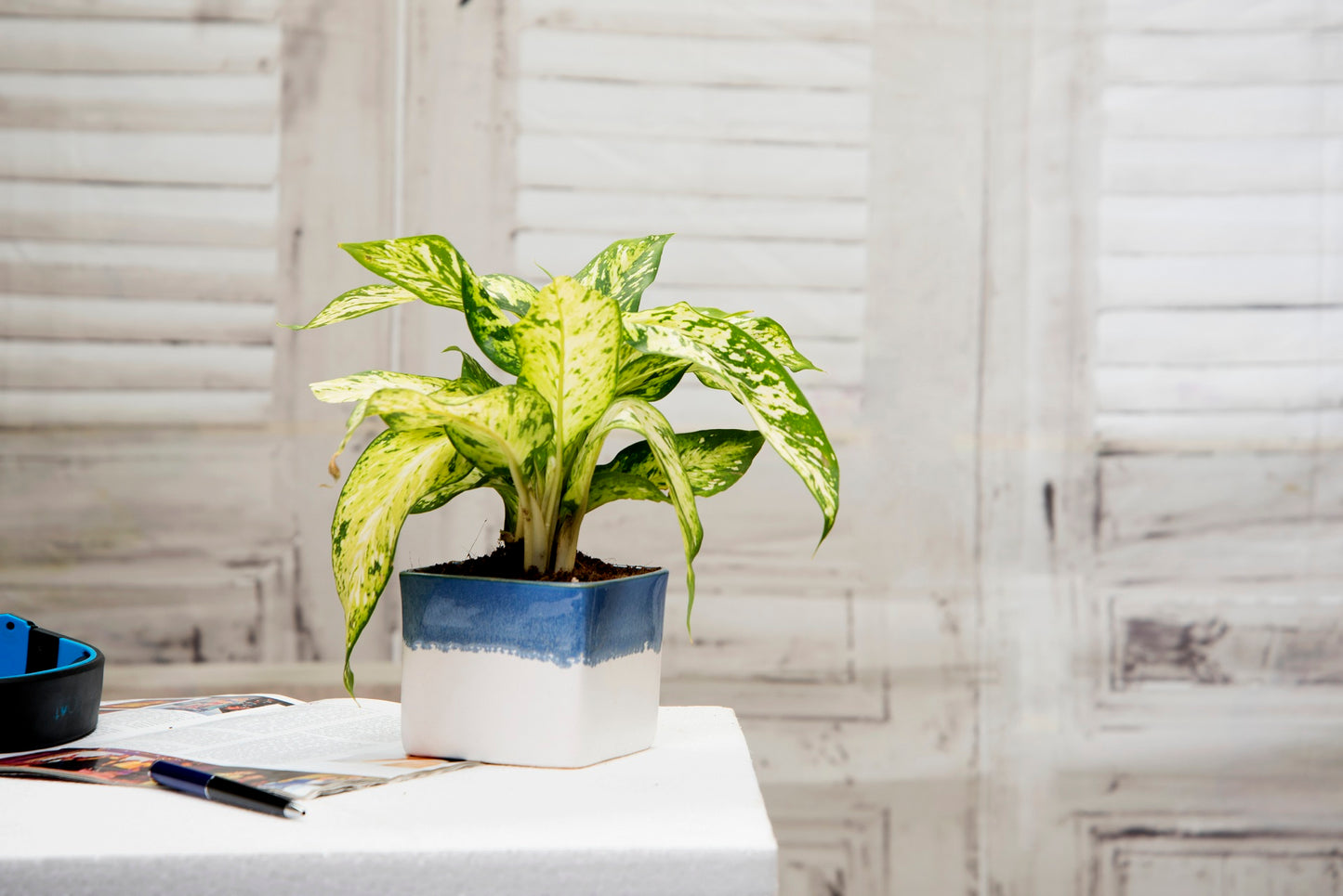 Exotic Green Dual Rainbow Black Colour Square Shape Ceramic Studio Pottery/ Planter/Pot for Indoor Plants