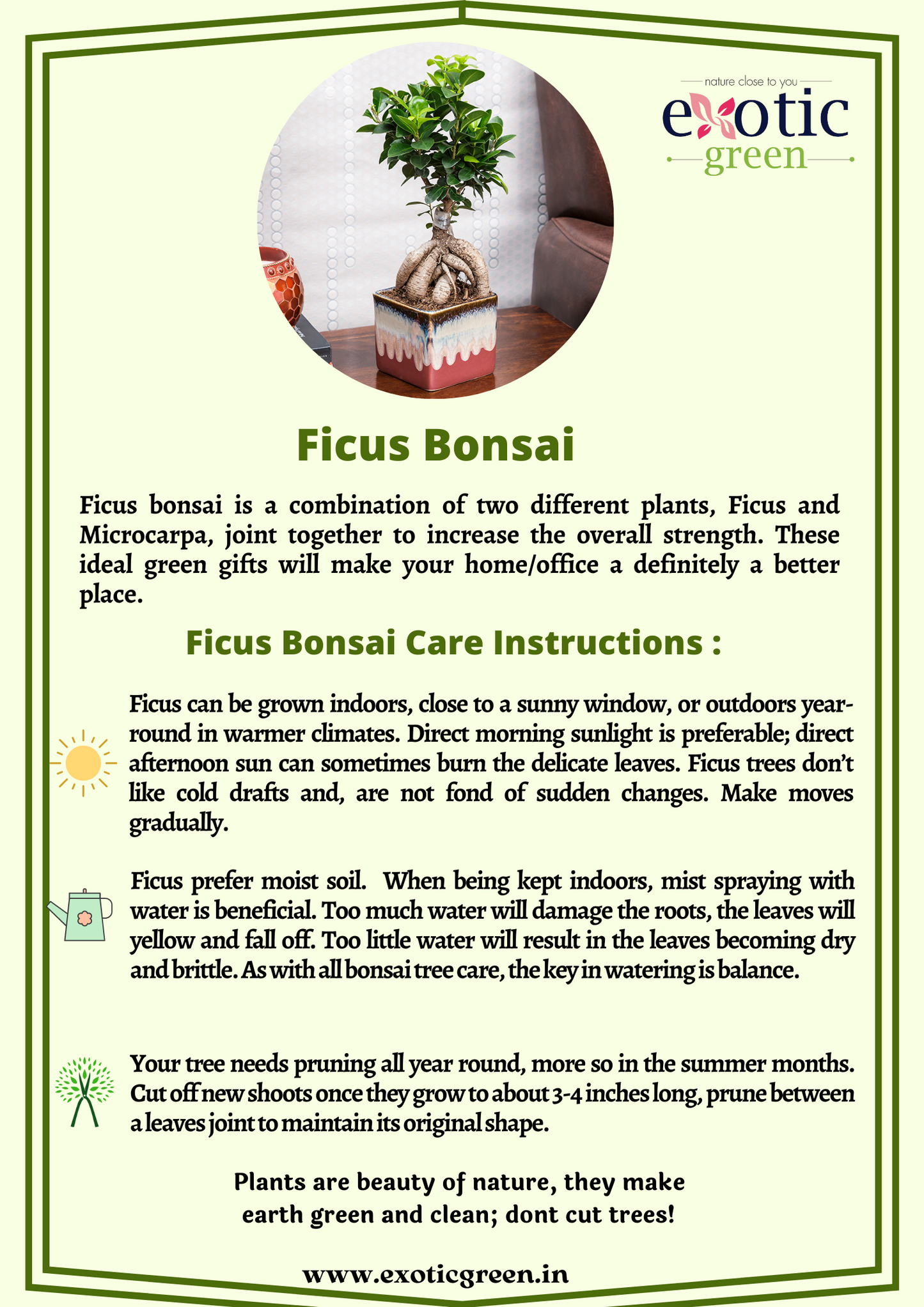 Ficus Bonsai Plant With Ceramic Pot