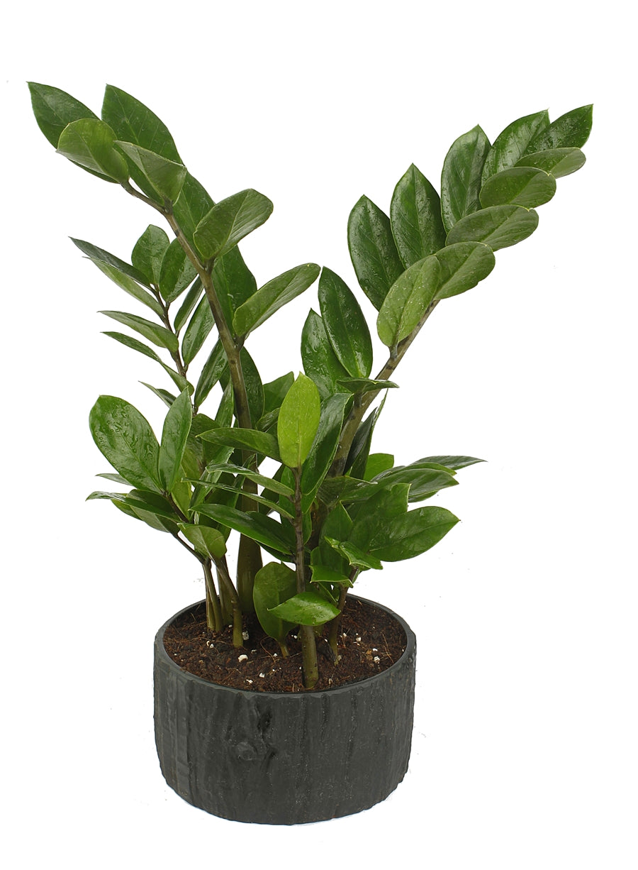 Exotic Green Indoor Air Purifying ZZ or Zamiifolia Plant with Wooden Look Black Color Fiber Pot