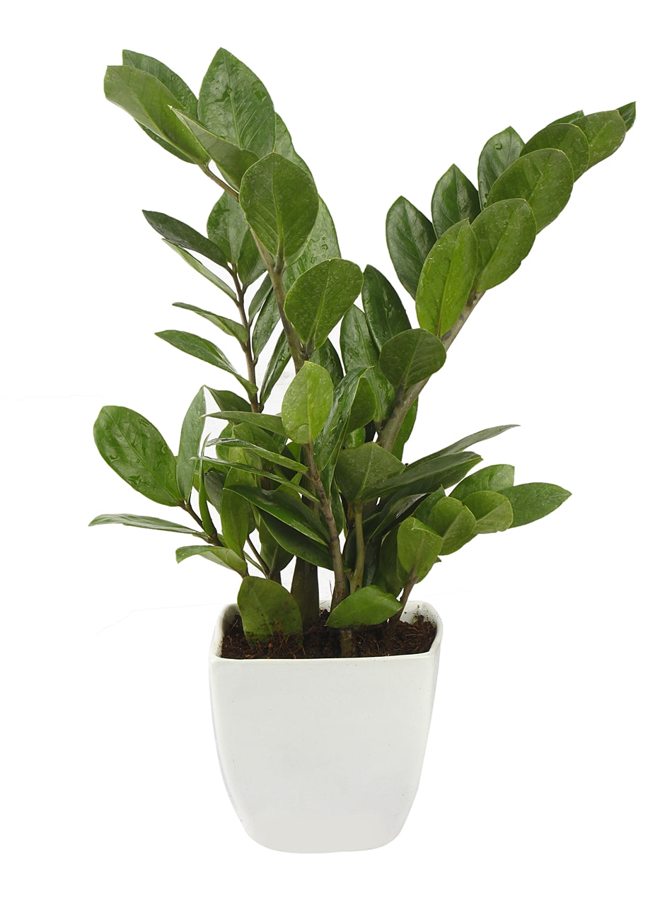 Exotic Green Indoor Air Purifying ZZ or Zamiifolia Plant with Ceramic Pot