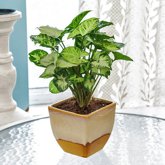 aglaonema plants oxygen Exotic Green Air Purifying Indoor Oxygen Plant Green Aglaonema (Chines – ExoticGreen