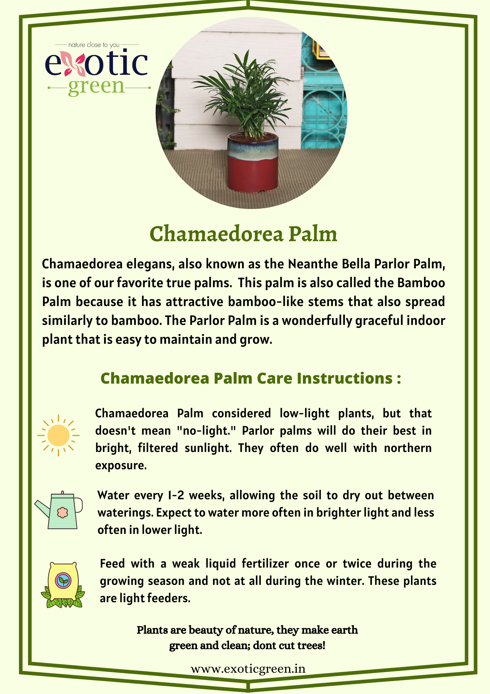 parlor palm air cleaning Exotic Green Oxygen Indoor Air Purifying Chamaedorea Palm (Parlour Palm) with Elegant Off White Colour Ceramic Pot