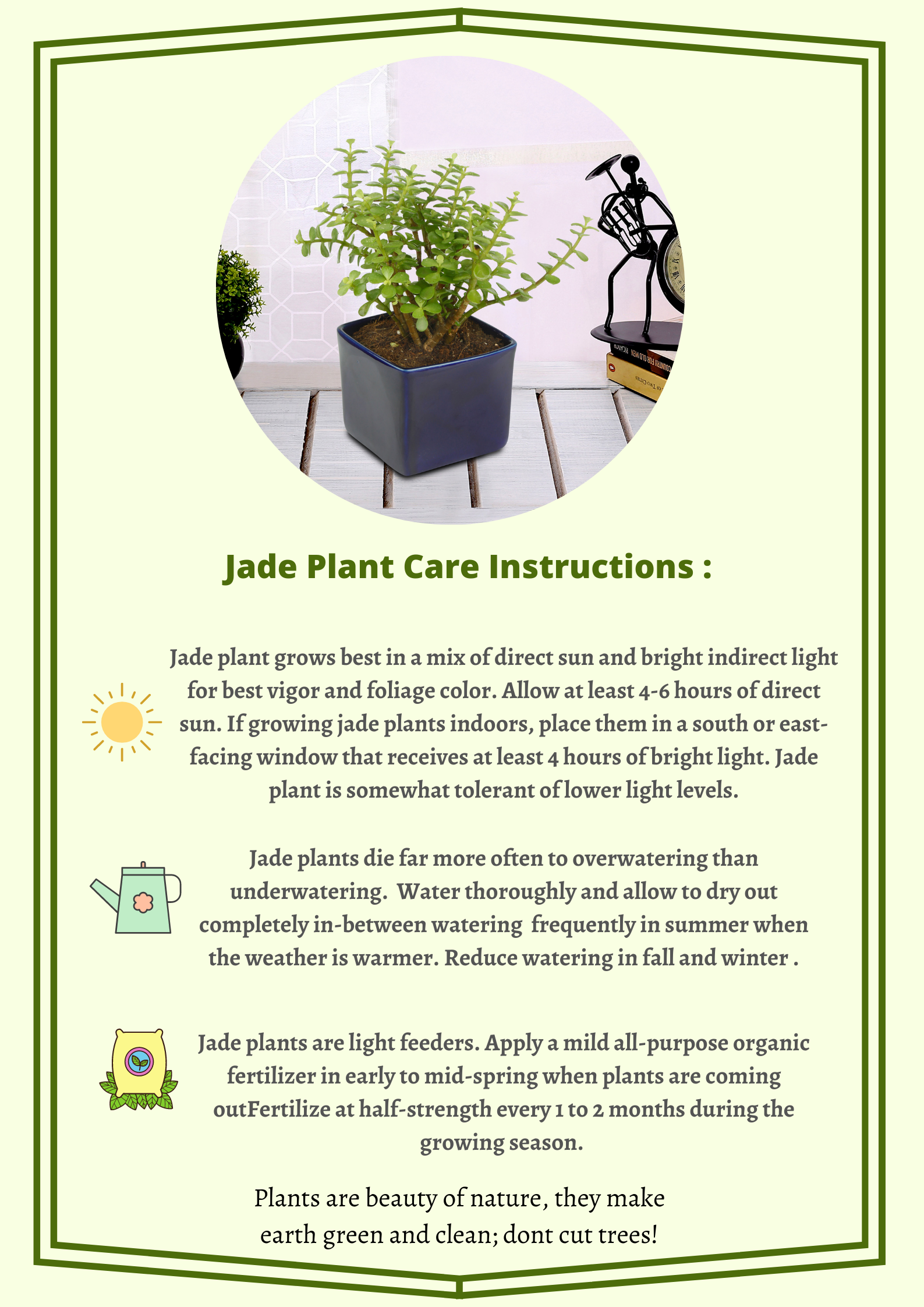 jade plant watering instructions Good Luck Jade Plant with Off White Ceramic Pot for Home Decor (Live Plant)