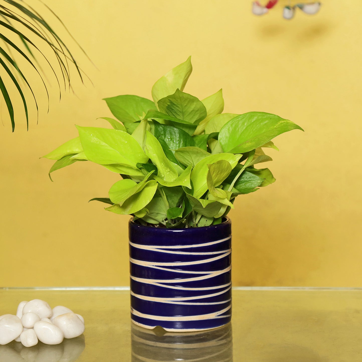 golden pothos air purification Exotic Green Air Purifying & Oxygen Indoor Golden Pothos Plant with St – ExoticGreen
