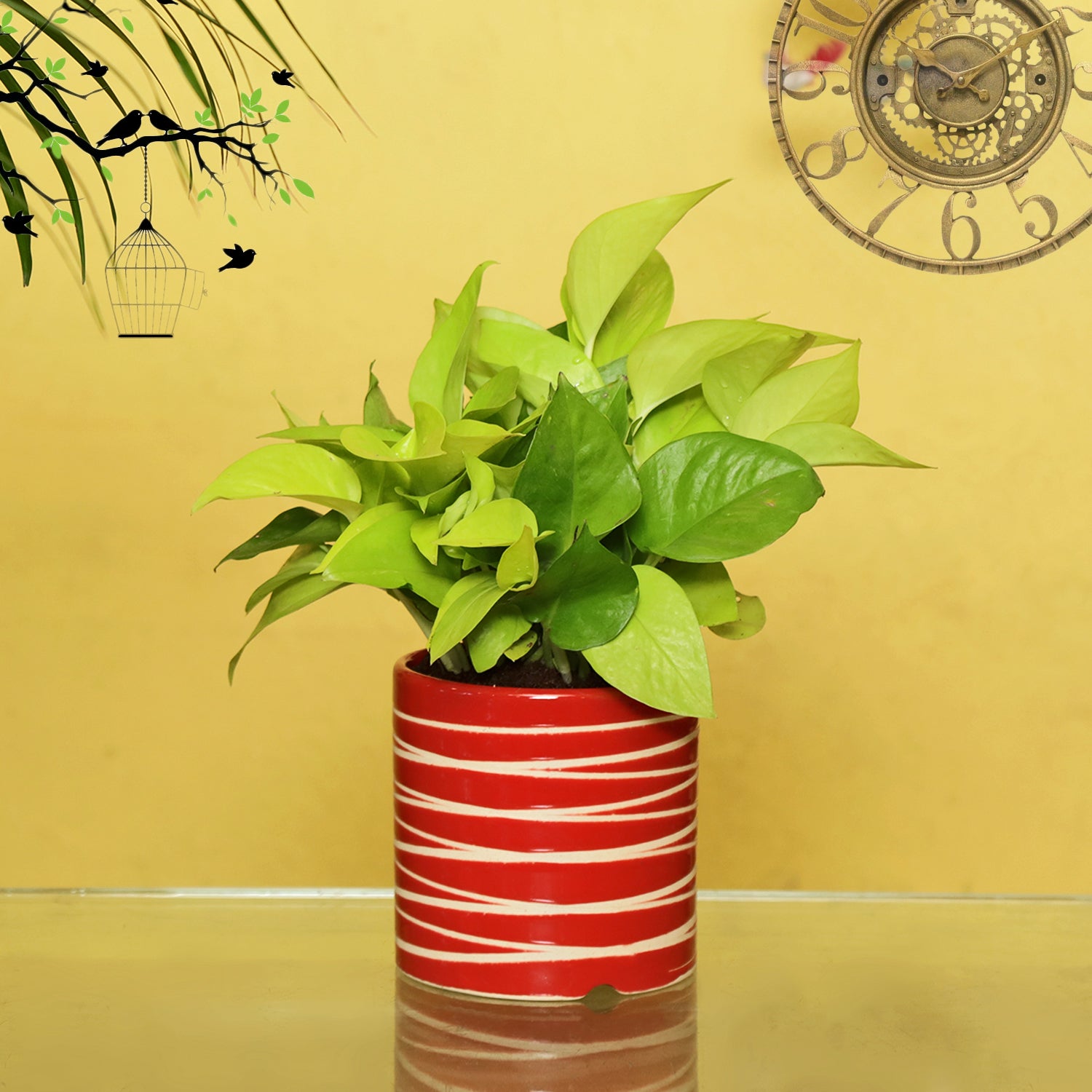 pothos plant oxygen Exotic Green Air Purifying & Oxygen Indoor Golden Pothos Plant with Studio Blue Ceramic Pot