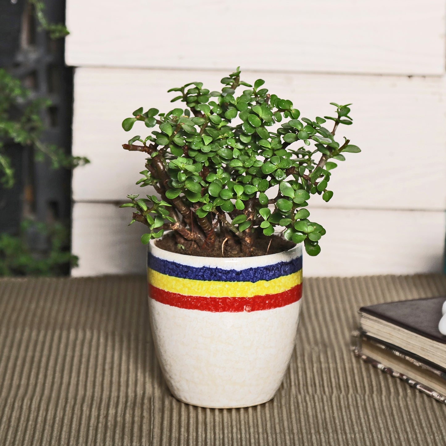 jade plant decor Good Luck Jade Plant with Off White Ceramic Pot for Home Decor (Live Plant)