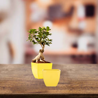 Cubo Shape Combo Ceramic Planters