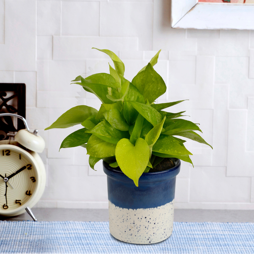 pothos plant oxygen Exotic Green Air Purifying & Oxygen Indoor Golden Pothos Plant with Rainbow Black Ceramic Pot