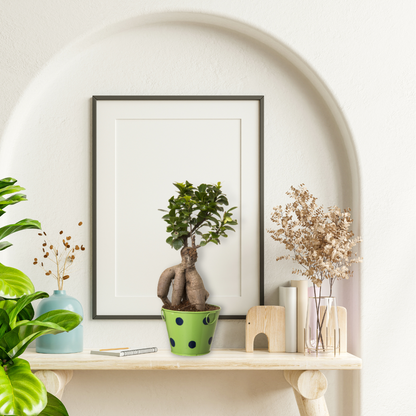 Ficus Bonsai with Polka Dot Red Color Metal Planter I Live Ficus Bonsai Tree