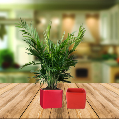 Exotic Green Blue Colour Square Shape Ceramic Pot I Ceramic Pot for Indoor Plants I Combo Pack Set of 2