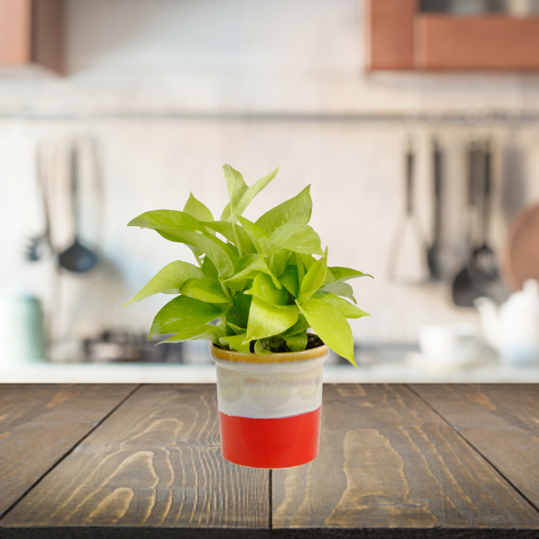 pothos plant oxygen Exotic Green Air Purifying & Oxygen Indoor Golden Pothos Plant with Rainbow Black Ceramic Pot