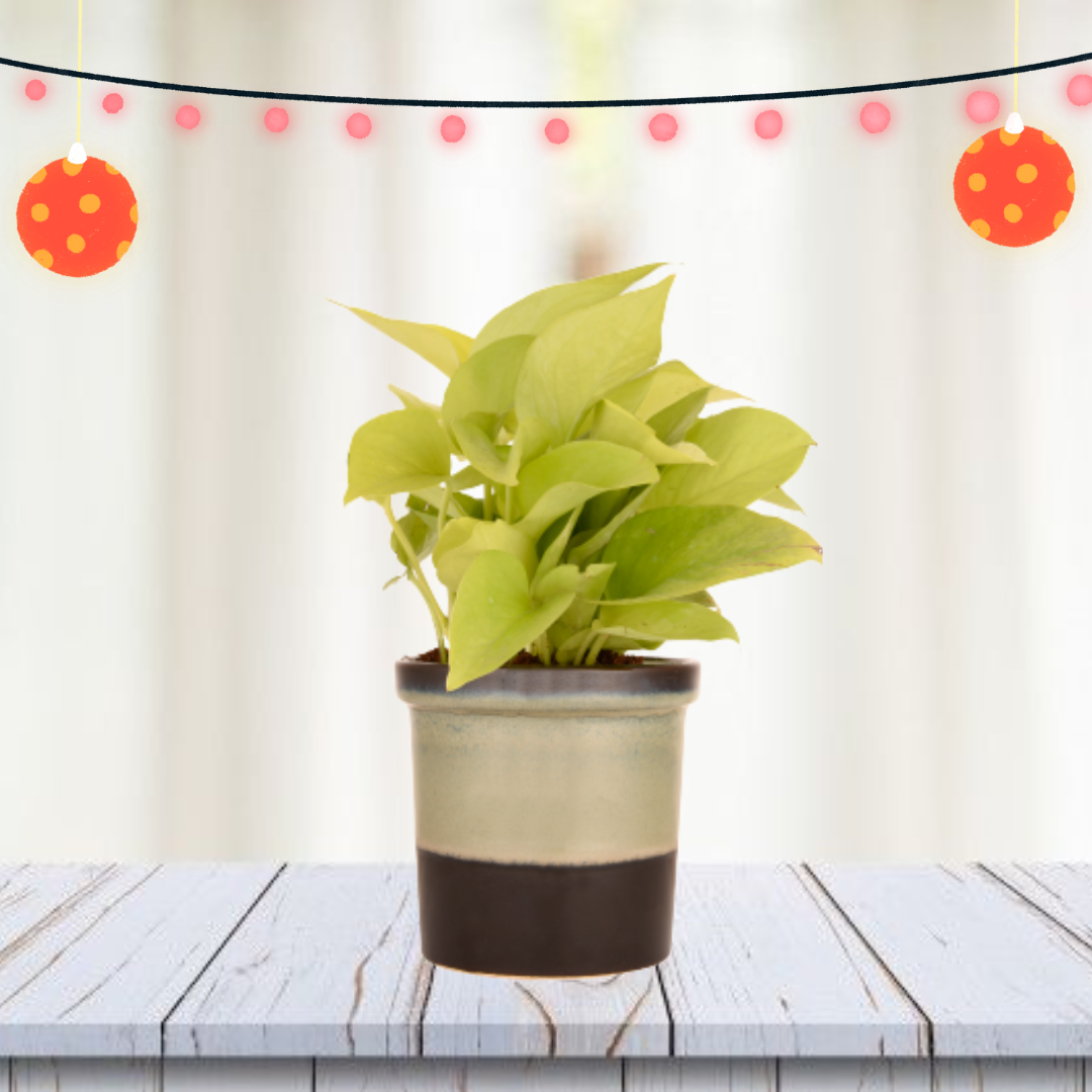 pothos oxygen Exotic Green Air Purifying & Oxygen Indoor Golden Pothos Plant with Rainbow Black Ceramic Pot