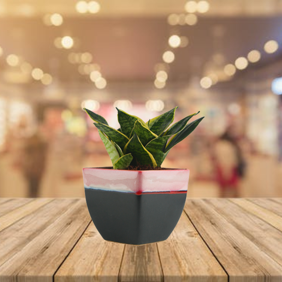 sansevieria oxygen Exotic Green Amazing Indoor Air Purifying & Oxygen Sansevieria (Snake Plant) with White & Blue Colour Ceramic Pots