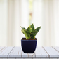 Exotic Green Amazing Indoor Air Purifying & Oxygen Sansevieria (Snake Plant) with Blue Colour Ceramic Pots
