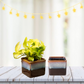 Exotic Green Dual Choco Brown Colour Square Shape Ceramic Pot I Ceramic Pot for Indoor Plants I Combo Pack Set of 2
