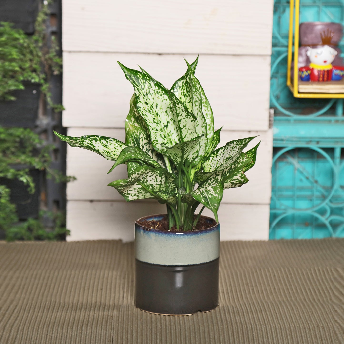 chinese evergreen plant air purifier Exotic Green Air Purifying Indoor Oxygen Plant Green Aglaonema (Chinese Evergreen) with Ceramic Pot