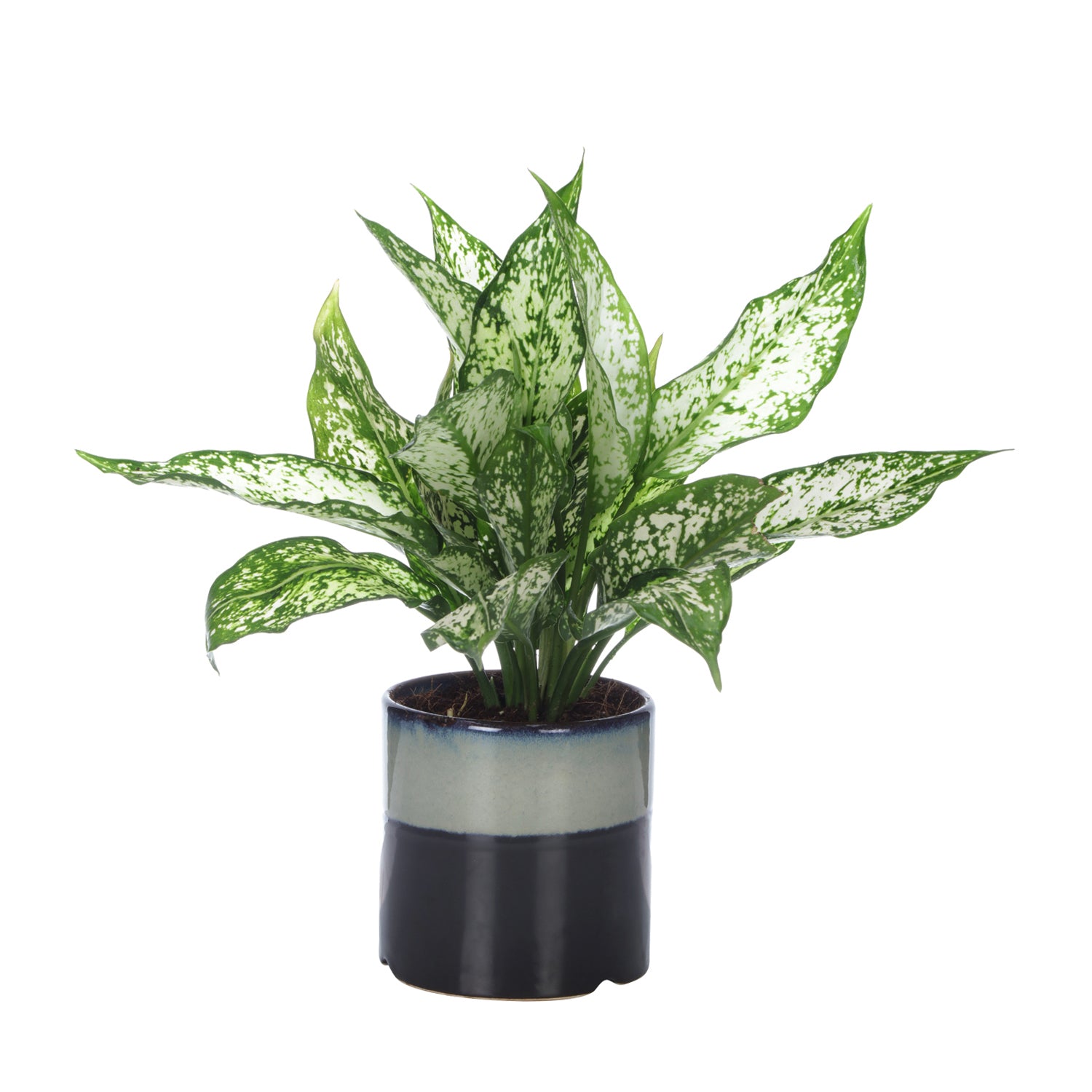 aglaonema oxygen Exotic Green Air Purifying Indoor Oxygen Plant Green Aglaonema (Chinese Evergreen) with Ceramic Pot