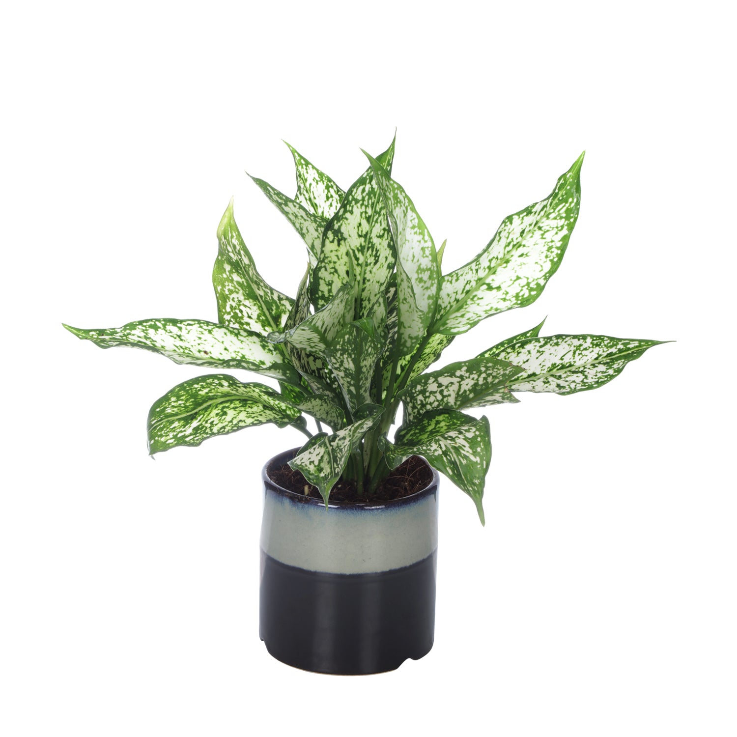 aglaonema plants oxygen Exotic Green Air Purifying Indoor Oxygen Plant Green Aglaonema (Chinese Evergreen) with Ceramic Pot