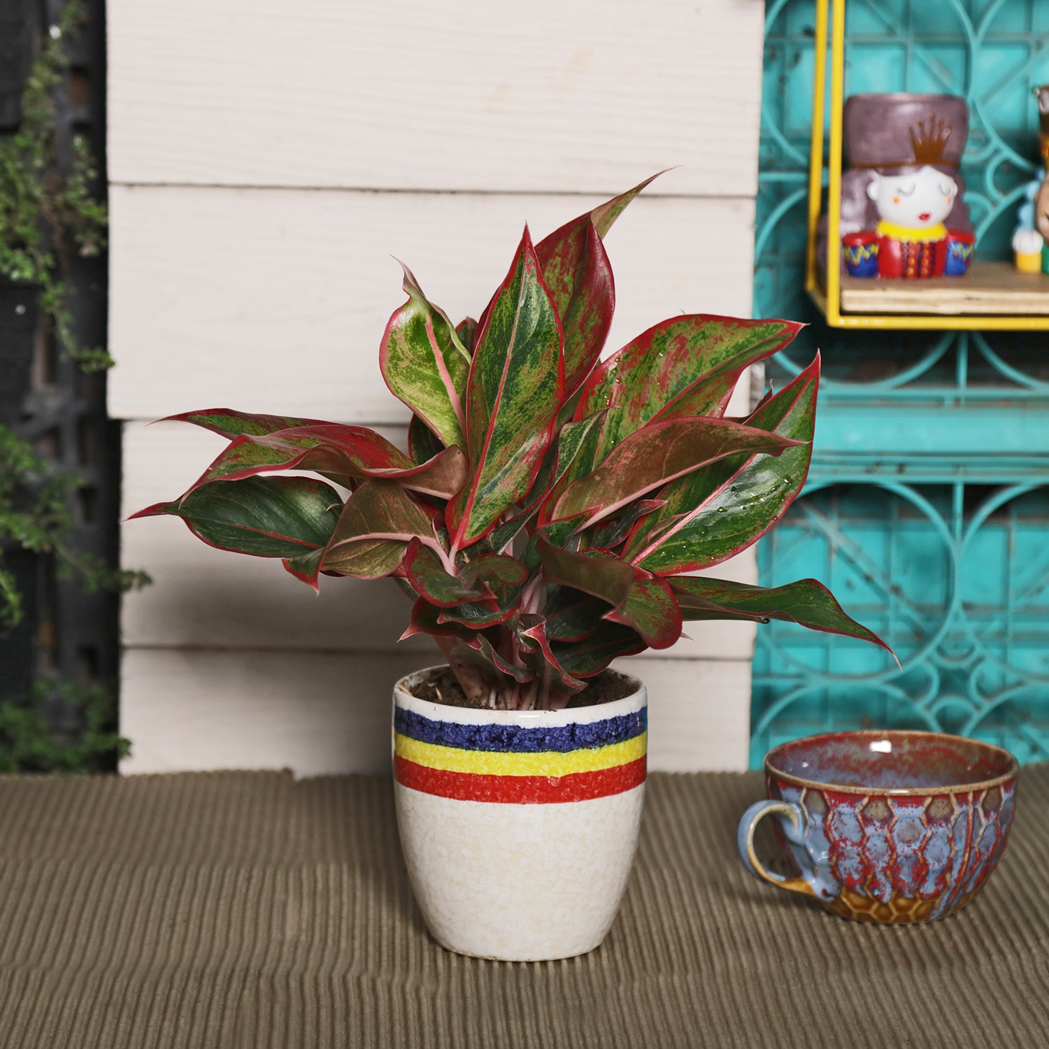chinese evergreen air purifying plants Alluring Air Purifying Indoor Oxygen Plant Red Aglaonema with Ceramic Planter