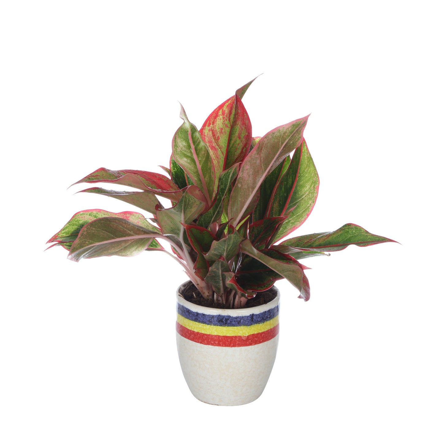 aglaonema oxygen Alluring Air Purifying Indoor Oxygen Plant Red Aglaonema with Ceramic Planter
