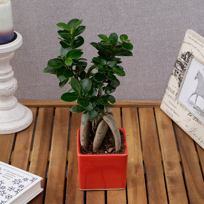Ficus Bonsai Plant With Ceramic Pot