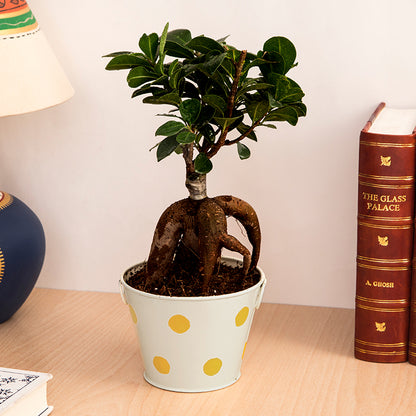 Ficus Bonsai with Polka Dot Red Color Metal Planter I Live Ficus Bonsai Tree