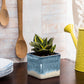 Exotic Green Indoor Air Purifying & Oxygen Sansevieria (Snake Plant) with Dual Colour Ceramic Pots