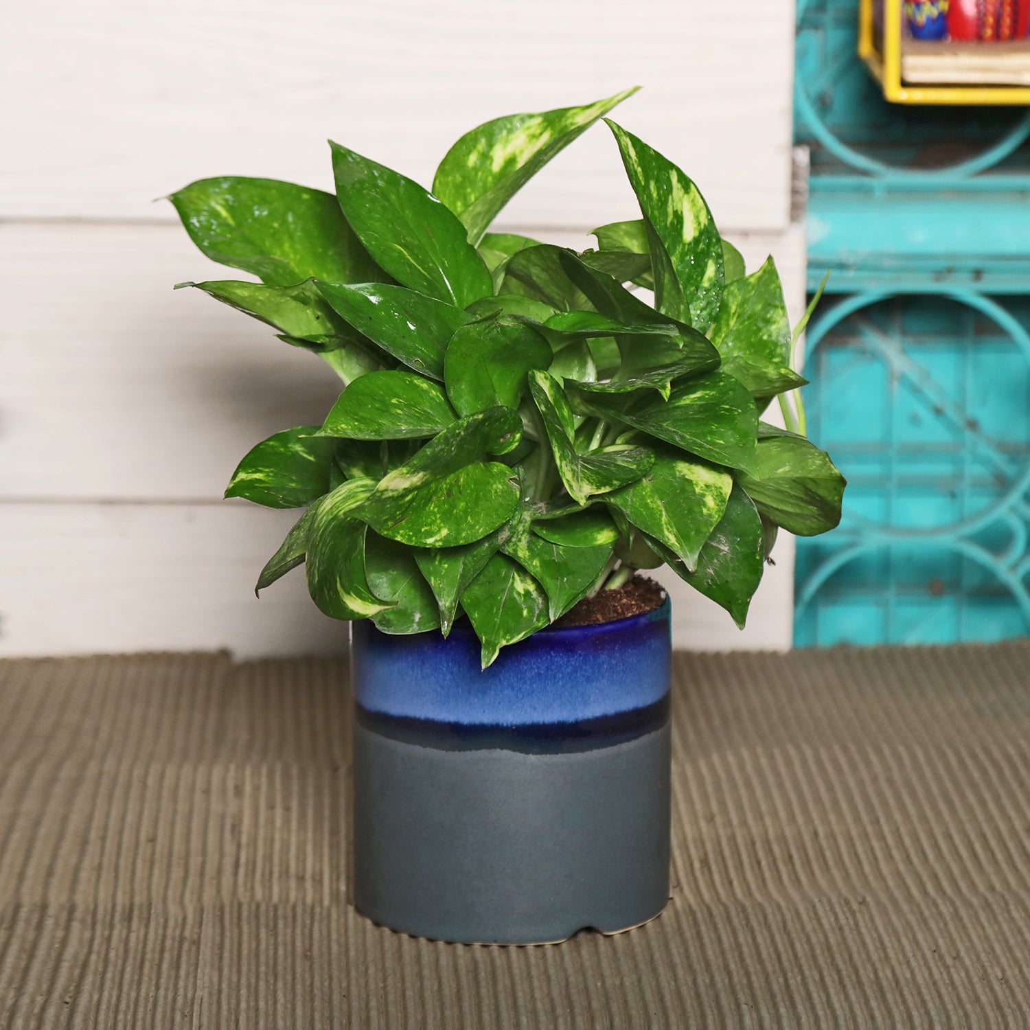 money plant in blue pot Exotic Green Beautiful Good Luck Indoor Money Plant with Red Studio Co – ExoticGreen