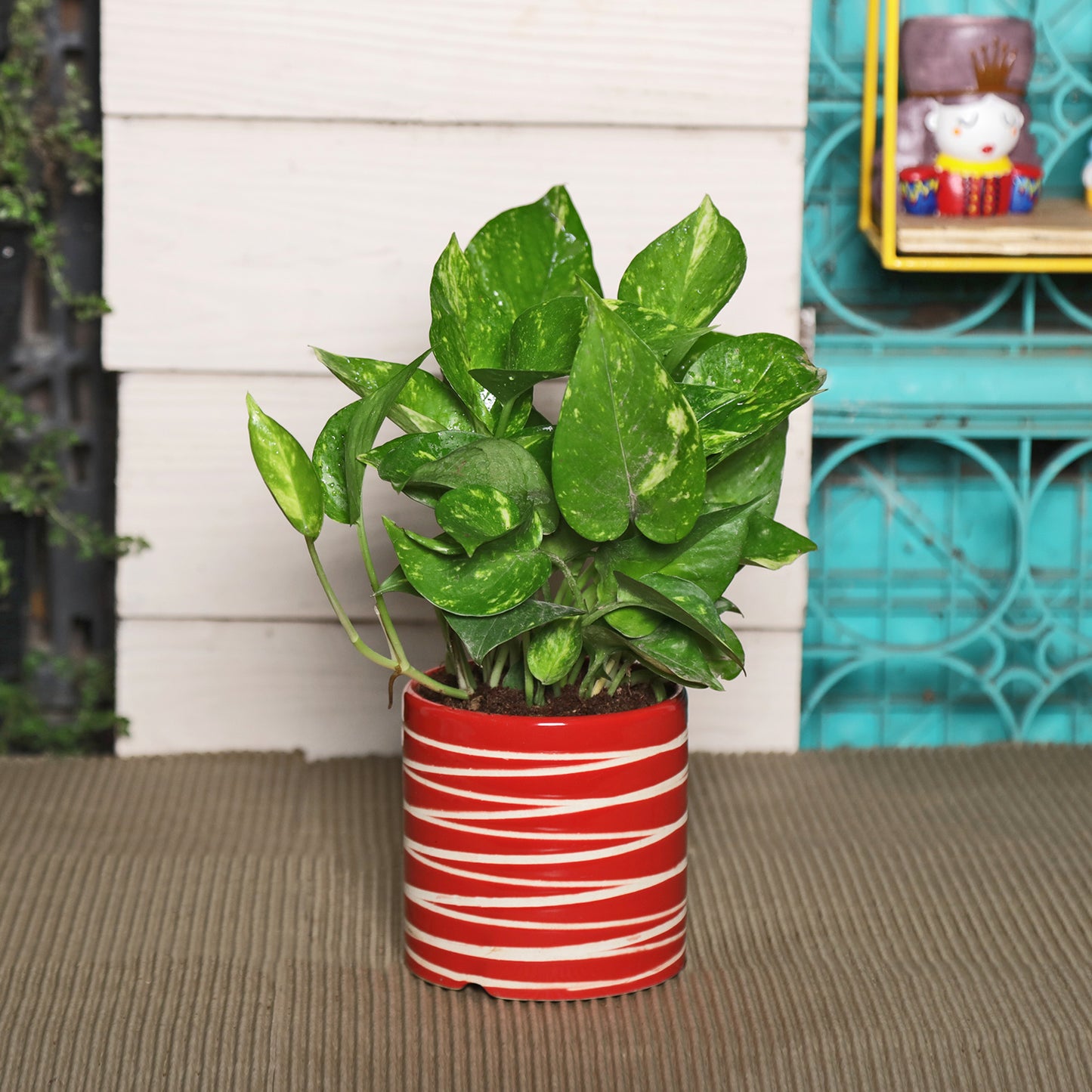 money plant colour Exotic Green Beautiful Good Luck Indoor Money Plant with Red Studio Colour Ceramic Planter