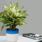 Exotic Green Handglazed Ceramic Studio Dual Color Pottery (Planter/Pot/Gamla) Without Plant for Home Decor