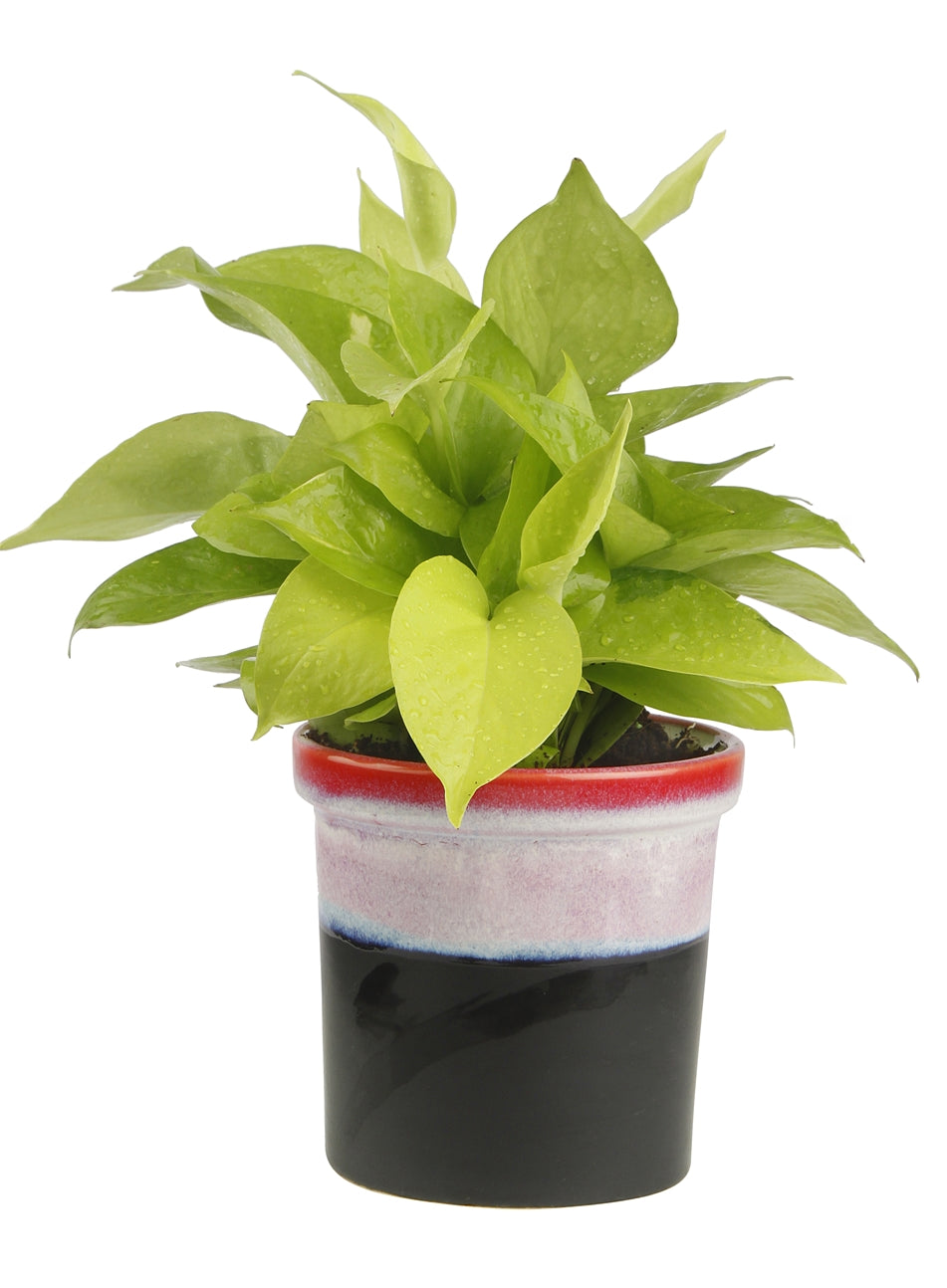 pothos plant oxygen Exotic Green Air Purifying & Oxygen Indoor Golden Pothos Plant with Rainbow Black Ceramic Pot